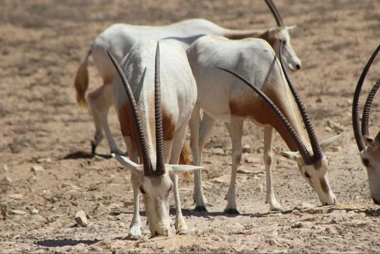 Souss-Massa National Park Day Trip - Image 5