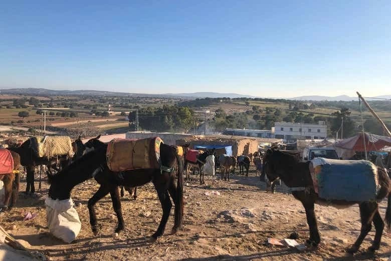 Amazigh Market Tour + Argan Oil Cooperative Visit - Image 4