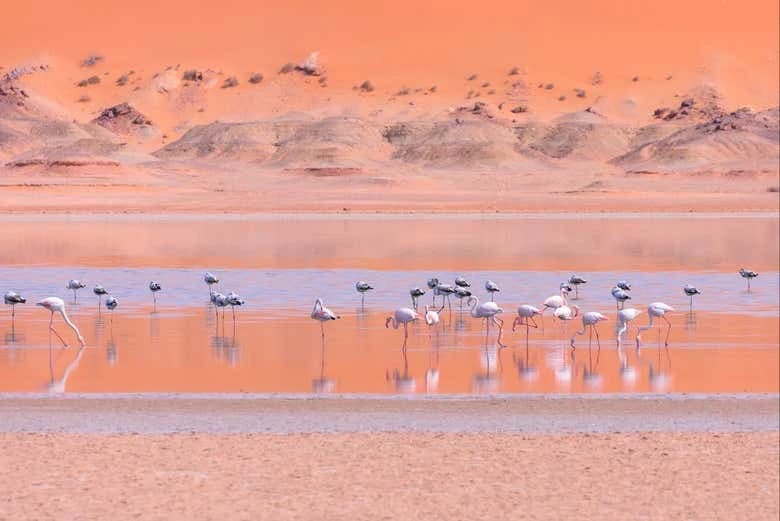 Dajli White Dune 4x4 Private Tour - Image 7