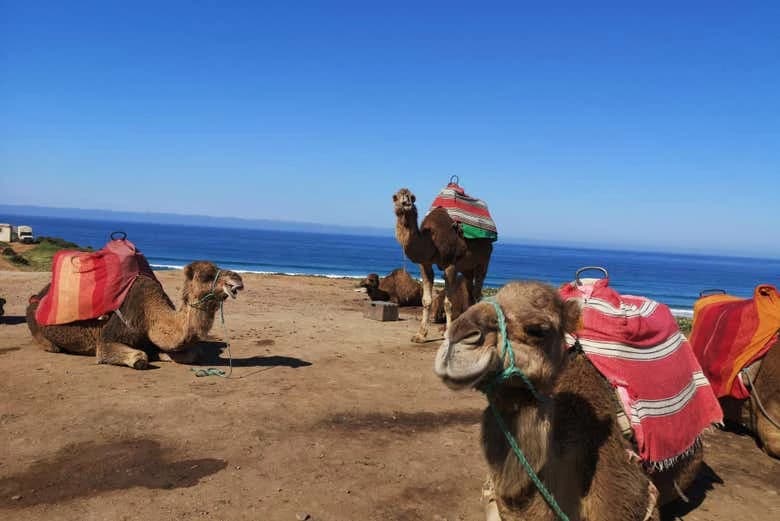 Tangier Tour: Cape Spartel, Hercules Cave + Camel Ride - Image 8