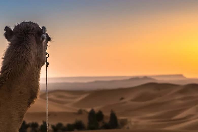 Desert Sunrise or Sunset in Merzouga - Image 7