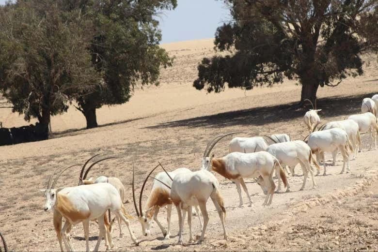 Souss-Massa National Park Day Trip - Image 10
