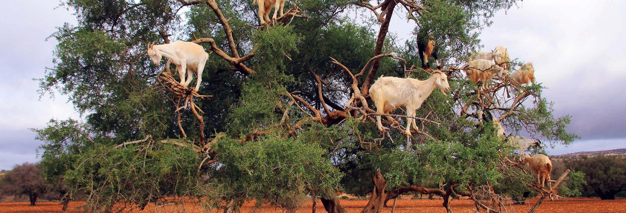 Argan Tree-Climbing Goats Tour