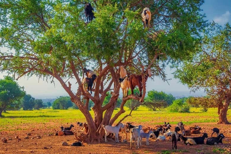 Argan Tree-Climbing Goats Tour - Image 6