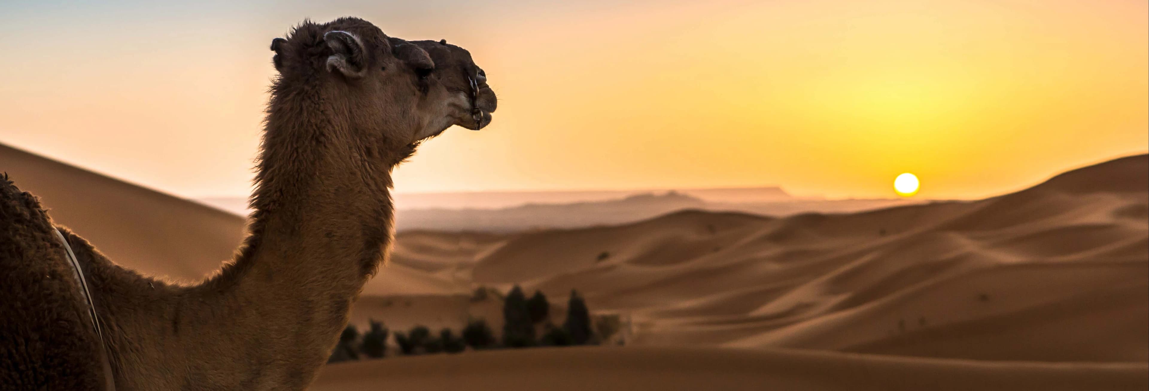 Desert Sunrise or Sunset in Merzouga