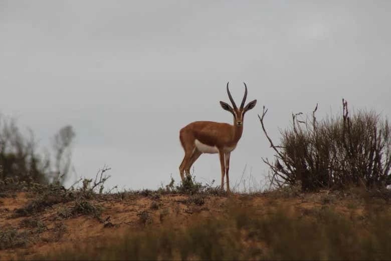 Souss-Massa National Park Day Trip - Image 7