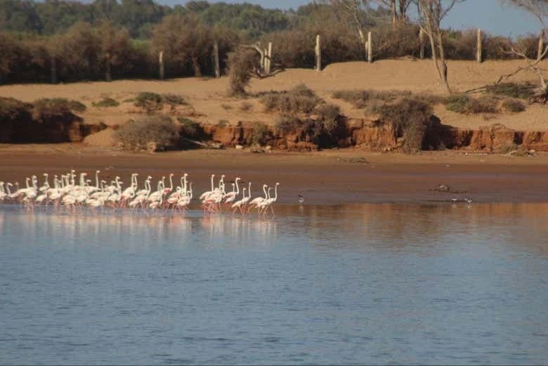 Souss-Massa National Park Day Trip - Image 1