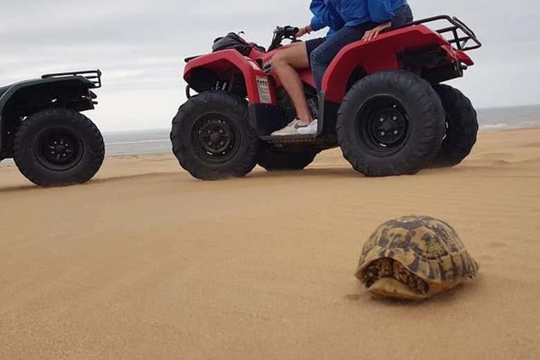 Quad Tour + Camel Ride - Image 7