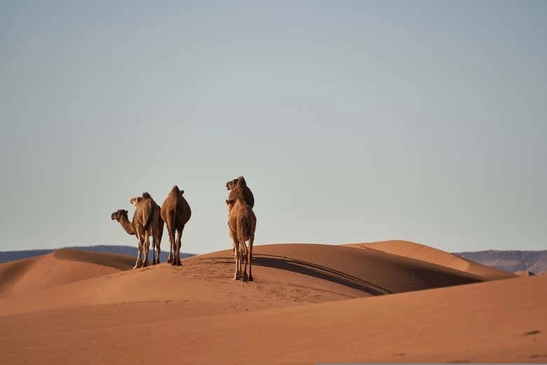 2-Day Private Trip to Erg Chegaga Desert - Image 8