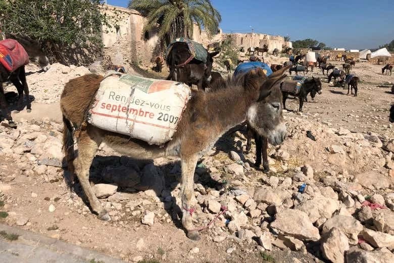 Amazigh Market Tour + Argan Oil Cooperative Visit - Image 7