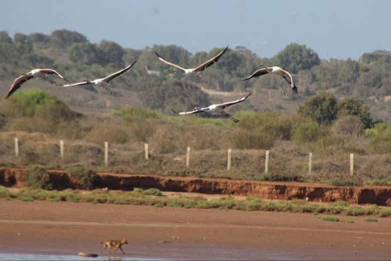 Souss-Massa National Park Day Trip - Image 12