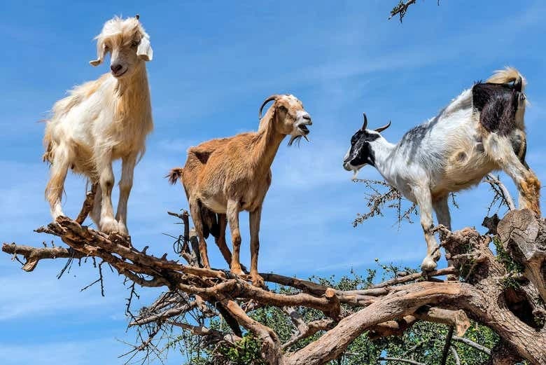 Argan Tree-Climbing Goats Tour - Image 2