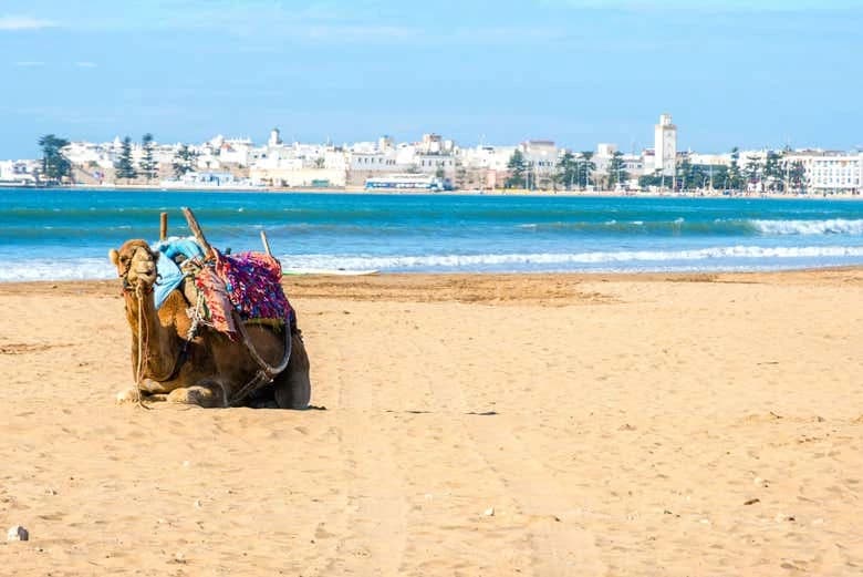Quad Tour + Camel Ride - Image 8