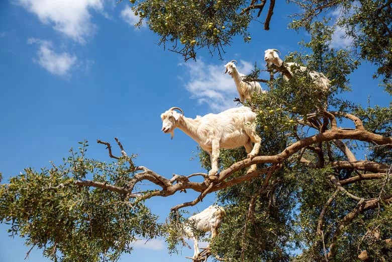 Argan Tree-Climbing Goats Tour - Image 5