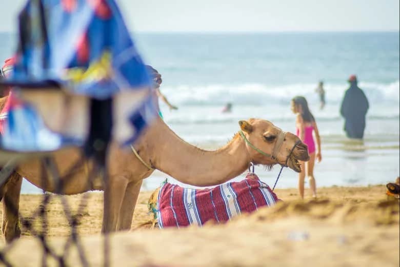 Tangier in a Day: Complete Guided Tour - Image 4