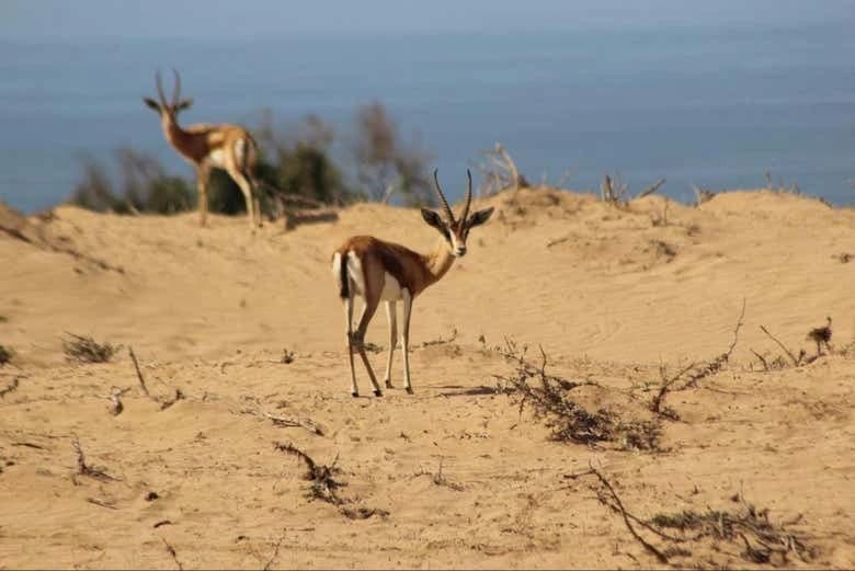 Souss-Massa National Park Day Trip - Image 3